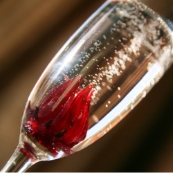 Sparkling Hibiscus Champagne Cocktail