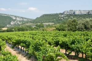 French Wine Odyssey