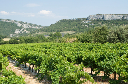 French Wine Odyssey