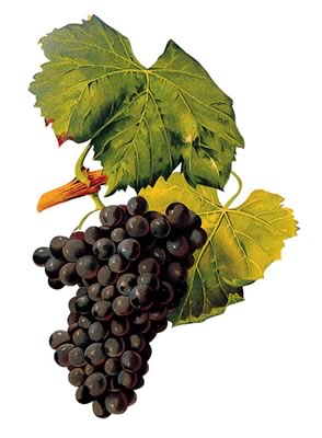 International Grenache Day