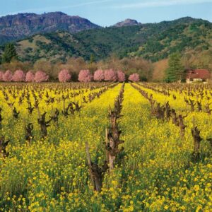 East Versus West Cabernet Off