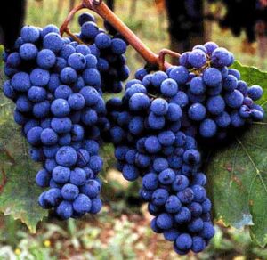 Five Stunning Italian Red Wines To Kick Off 2012