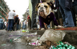 Get Your Mardi Gras Started Right!