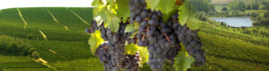 Fun Wines For Easter