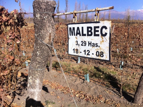 Celebrate Malbec Day!