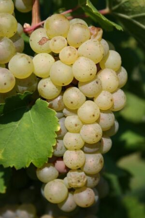 End of the Summer of Riesling